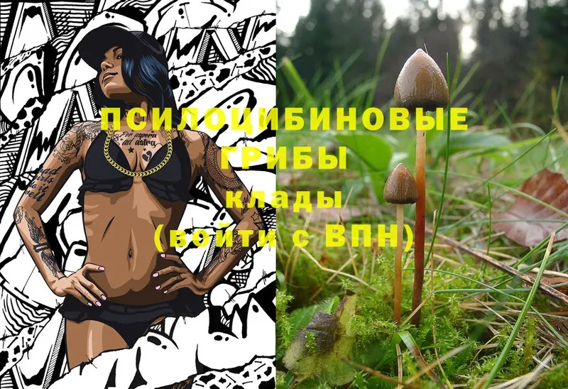 Псилоцибиновые грибы Cubensis  Гдов 